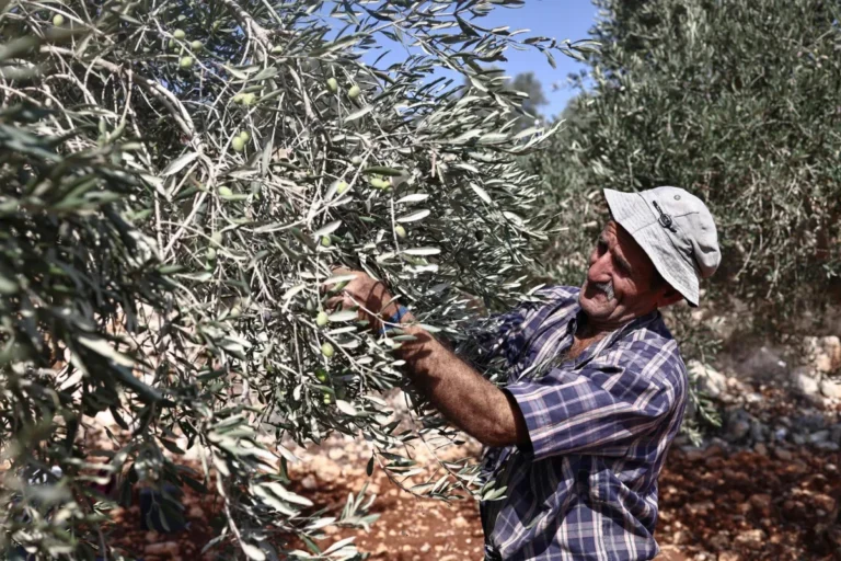مزارعو الضفة الغربية يجمعون الزيتون وسط هجمات المستوطنين