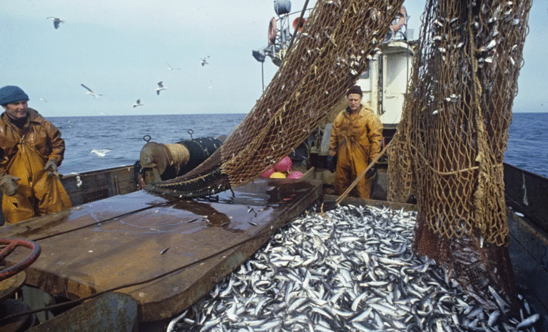 بوتين: روسيا تمتلك احتياطيات فريدة من الموارد السمكية والحيوانية