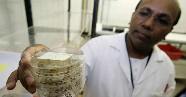 تأثير الجينات خطر الإصابة بألزهايمر ذبابة الفاكهة الدماغ