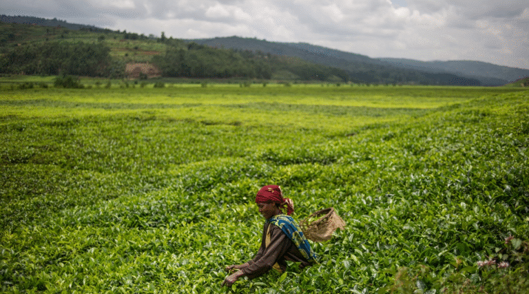 خطة مصرية على أرض السوادن لتأمين غذاء المصريين