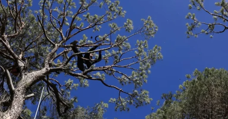 الجفاف يعصف بأشجار الصنوبر بلبنان وتباطؤ جهود مكافحة الآفات