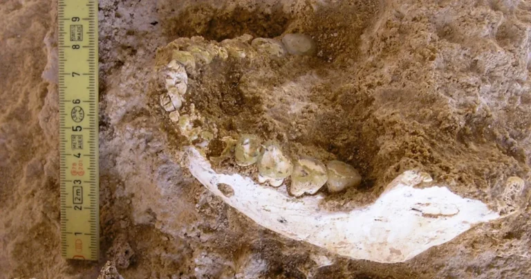 عمرها 773 سنة.. اكتشاف أحافير بقايا أشباه البشر في كهف مغربي