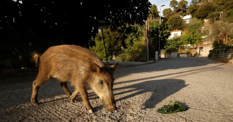 إسبانيا.. إغلاق متنزه طبيعي بعد تفشي إنفلونزا الخنازير