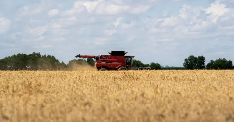 بعد هدنة تجارية الصين تشتري القمح الأميركي لأول مرة منذ 2024