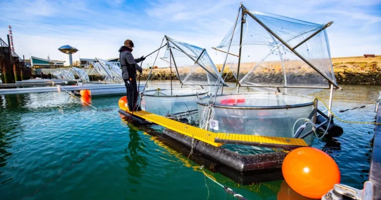 هل يمكن أن تصلح المحيطات ما أفسده البشر؟ دراسة تجيب